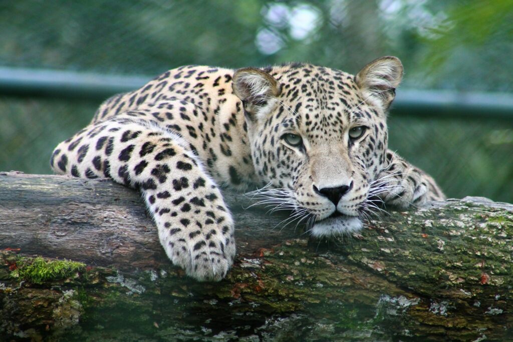 When You Forget You Are Just an Animal, Every Other Illusion Begins